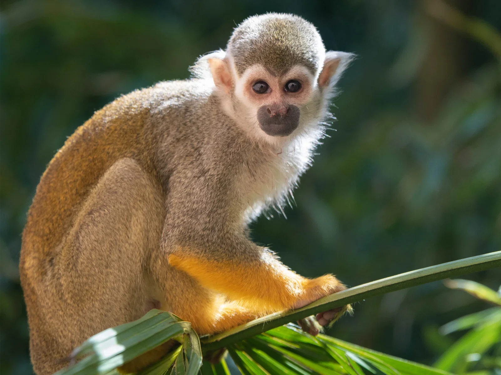 Zoo de Colchester