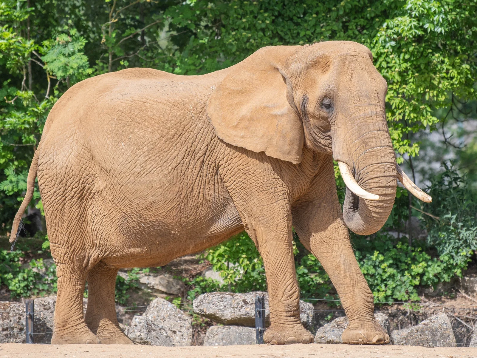 Zoo de Colchester