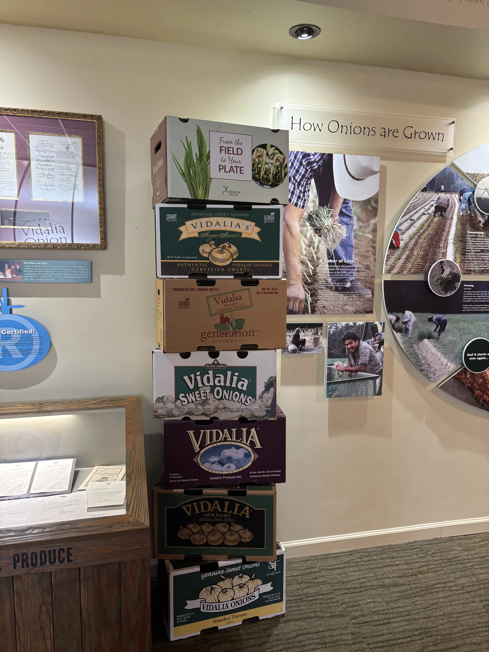 The Vidalia Onion Museum • Douglas