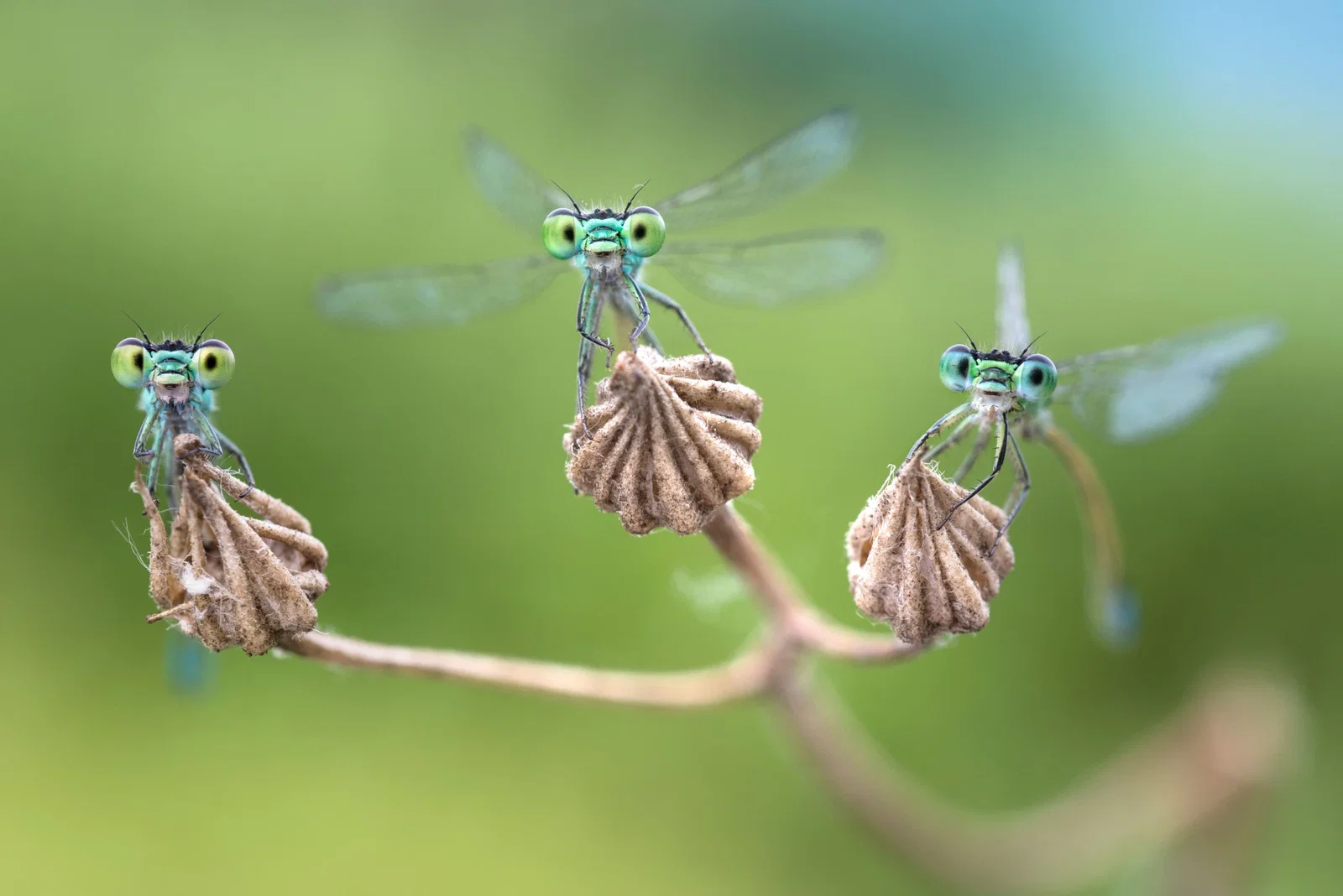 Facettenreiche Insekten. Vielfalt / Gefährdung / Schutz