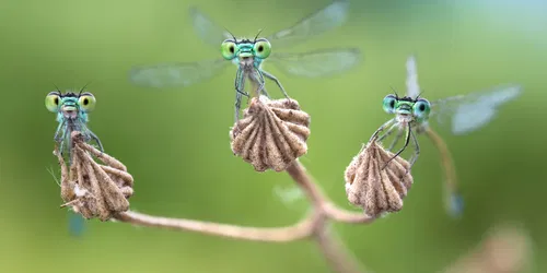 Facettenreiche Insekten. Vielfalt / Gefährdung / Schutz