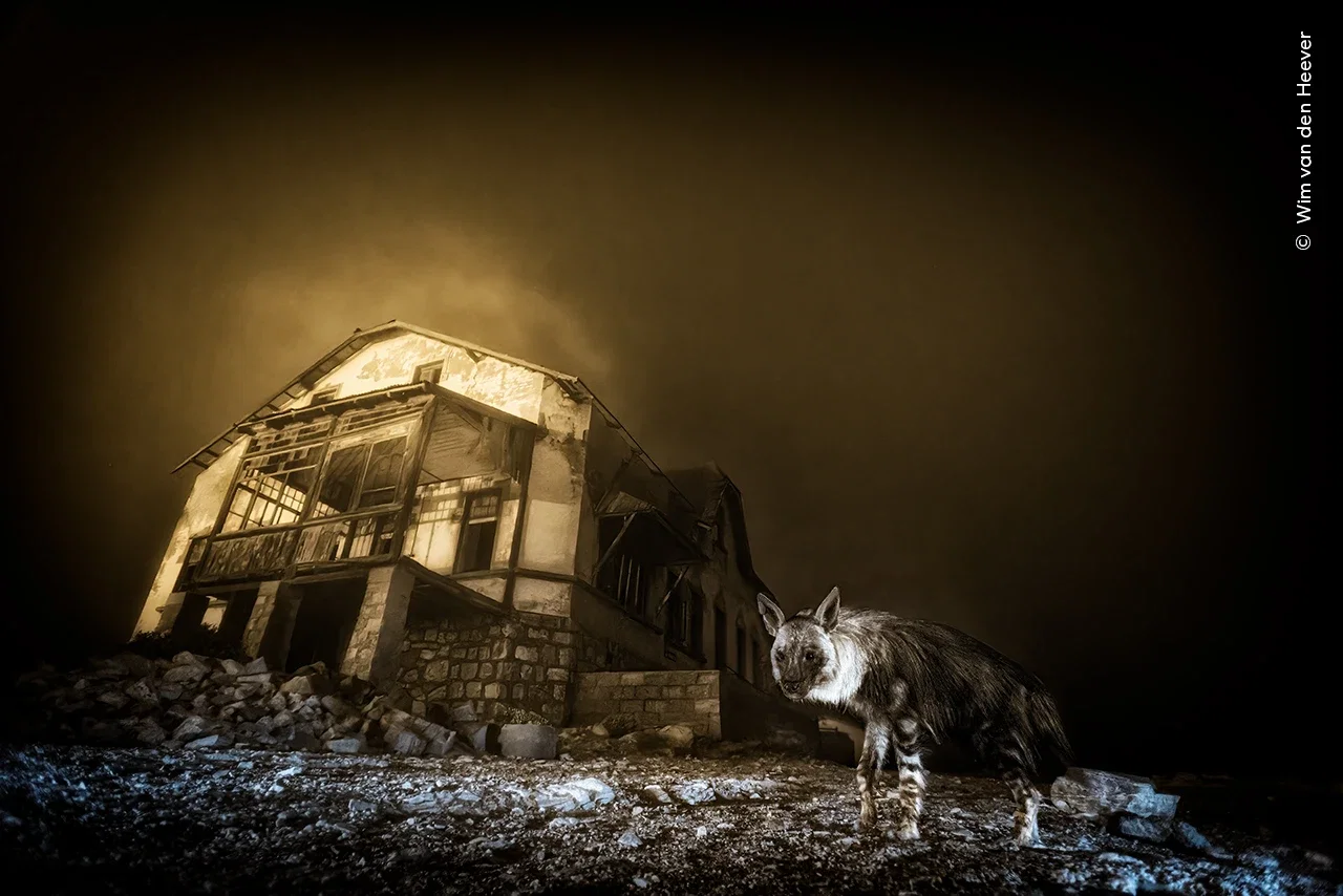 Wildlife Photographer of the Year
