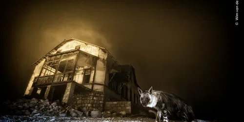 Wildlife Photographer of the Year