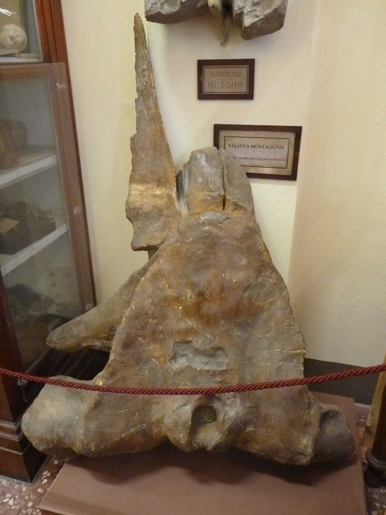 Museo Geologico Giovanni Capellini