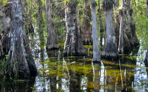 Big Cypress National Preserve