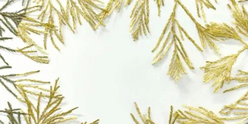 The Foam of the Sap