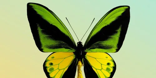 Butterflies