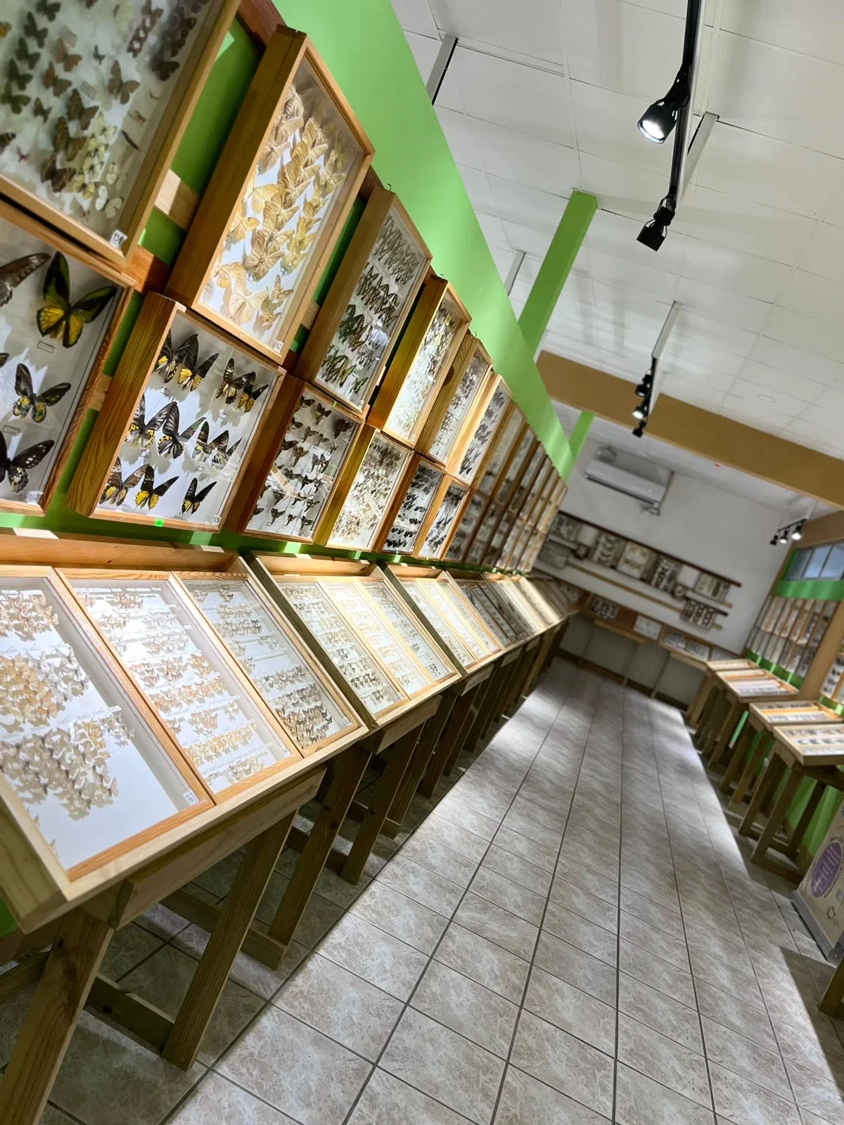 Colección Entomologica de la Casa de la Cultura