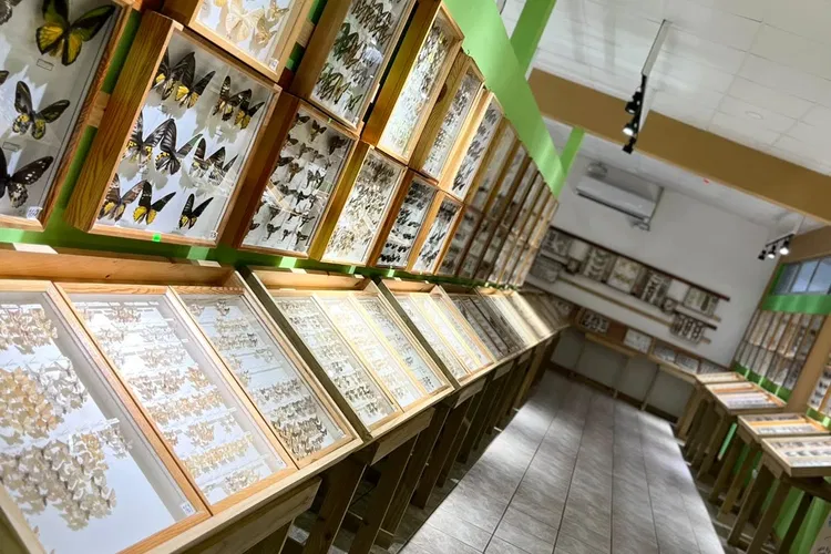Colección Entomologica de la Casa de la Cultura