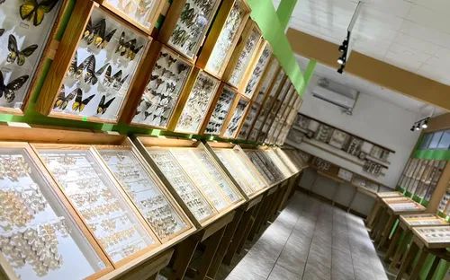 The Entomology Collection of Coto Brus
