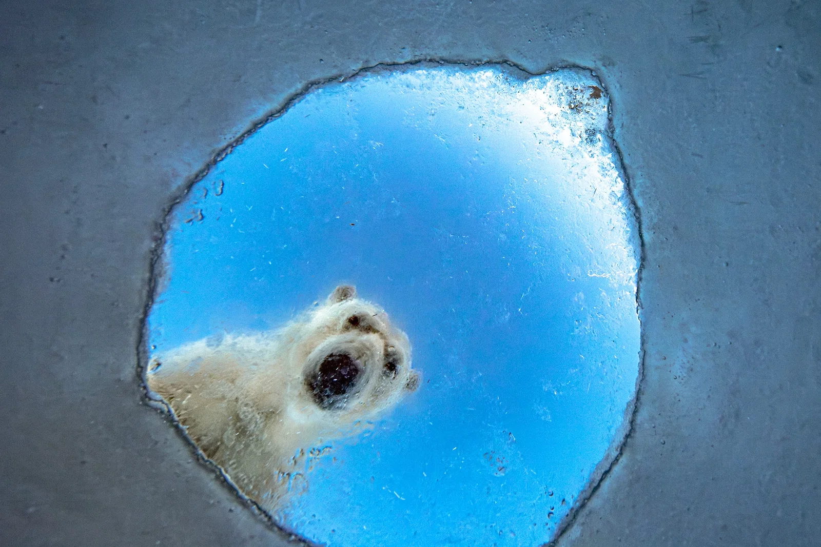 Wildlife Photographer of the Year