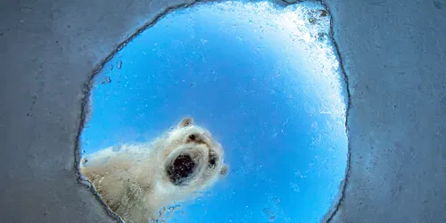 Wildlife Photographer of the Year
