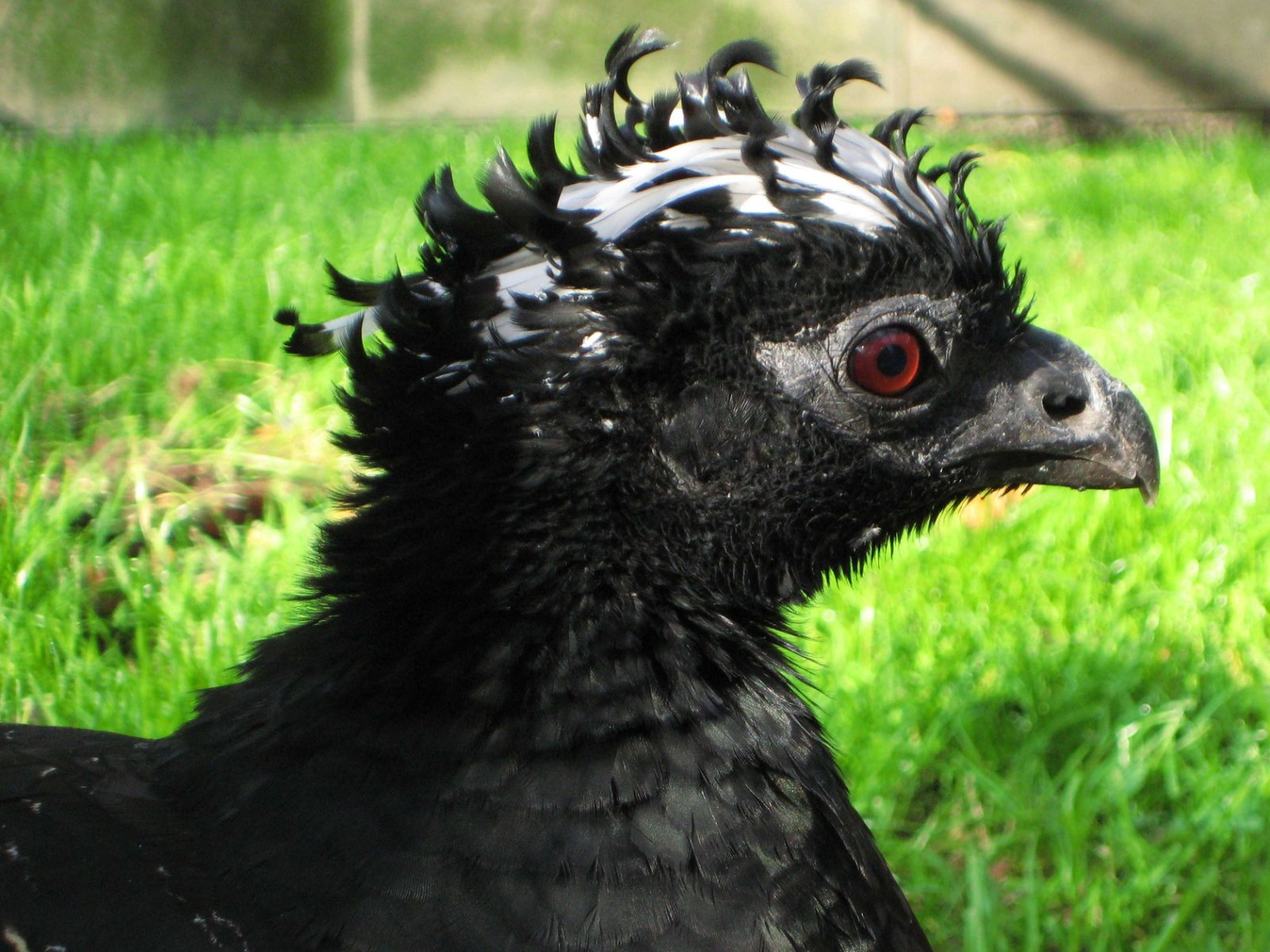 Berlin Zoological Garden