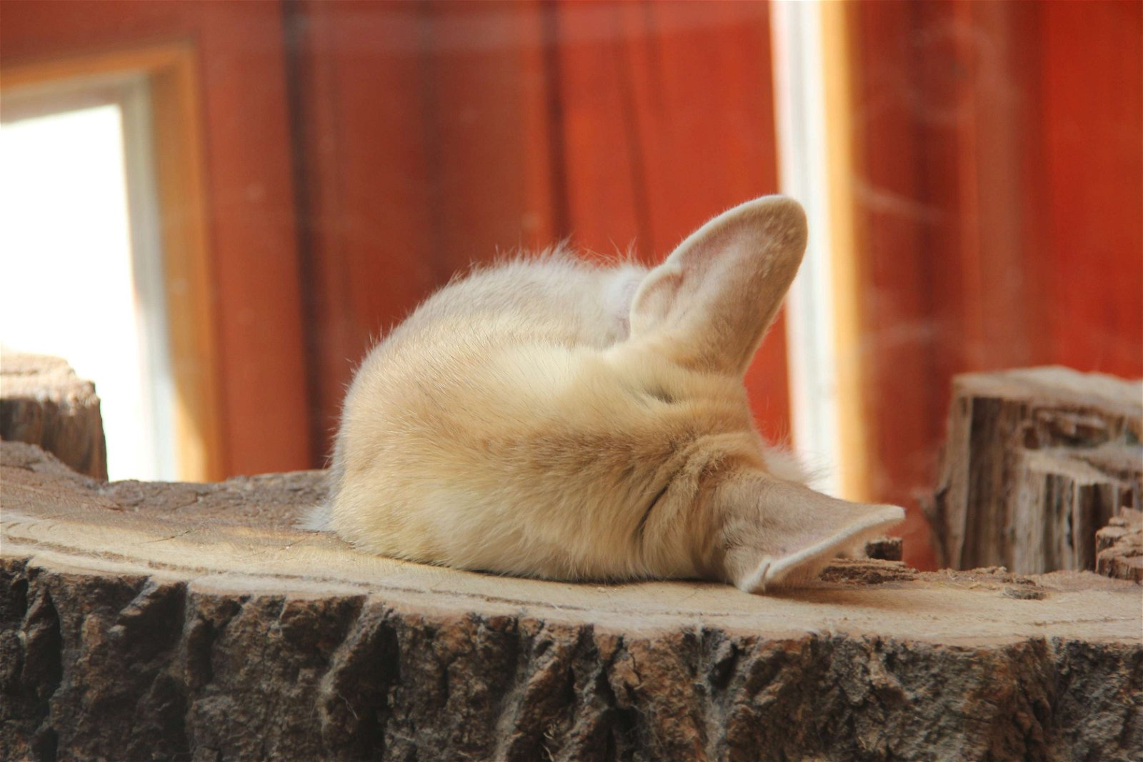 Budapest Zoo and Botanical Garden