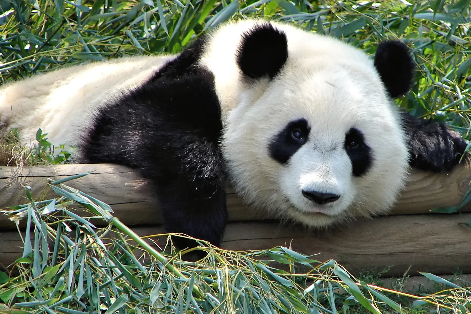 Giant Pandas Return to Zoo Atlanta After Two-Year Absence