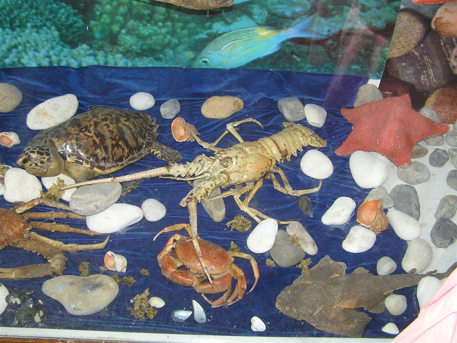 Varna Aquarium & Black Sea Museum