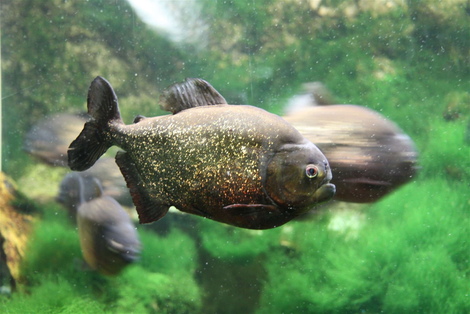 Aquarium de la Porte Dorée