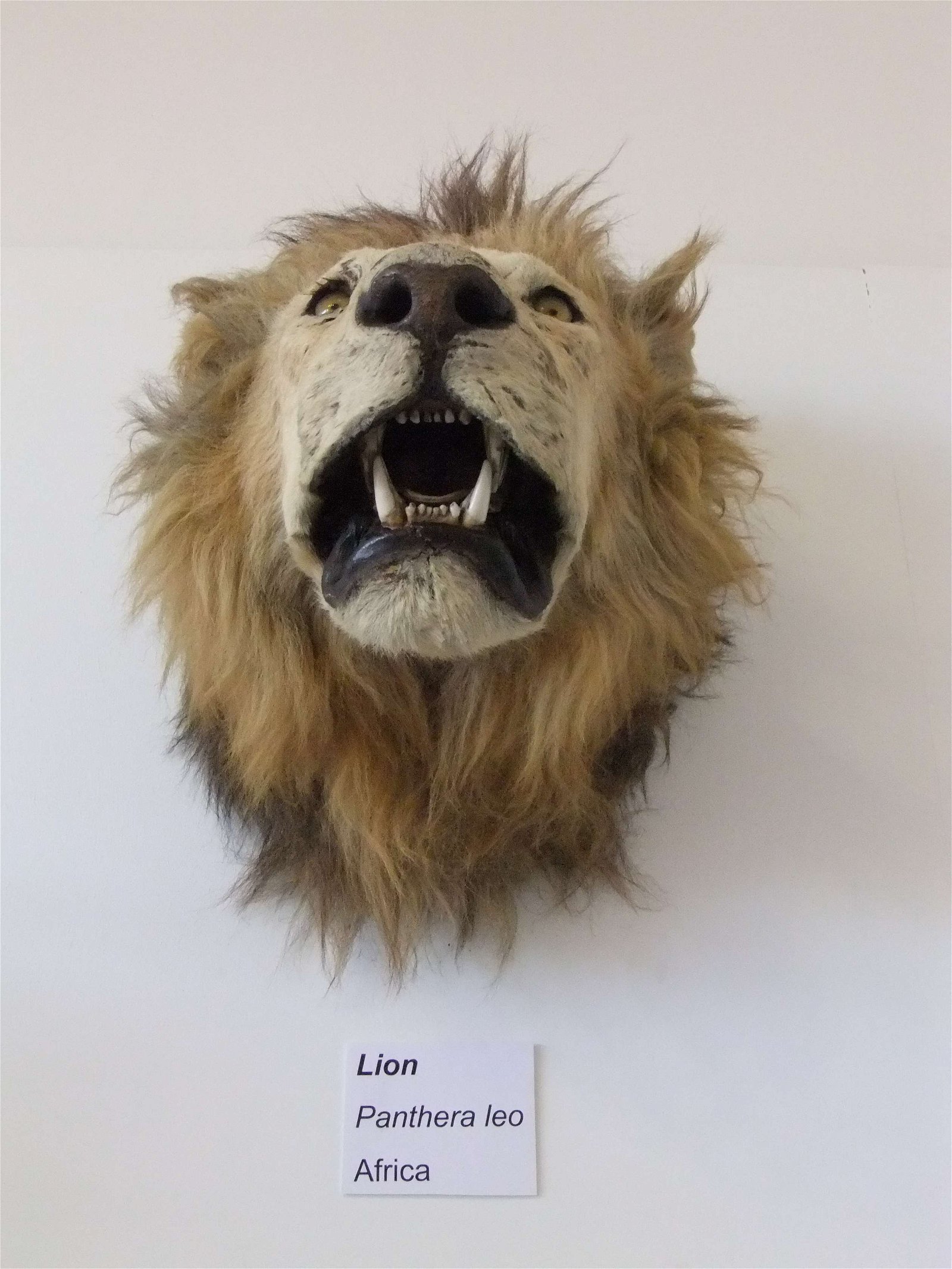 Worcester City Art Gallery and Museum