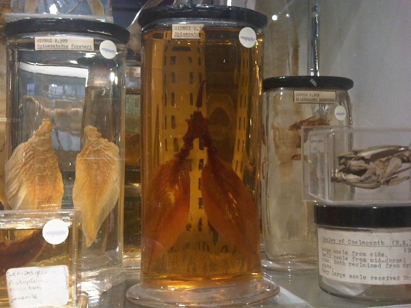 Grant Museum of Zoology