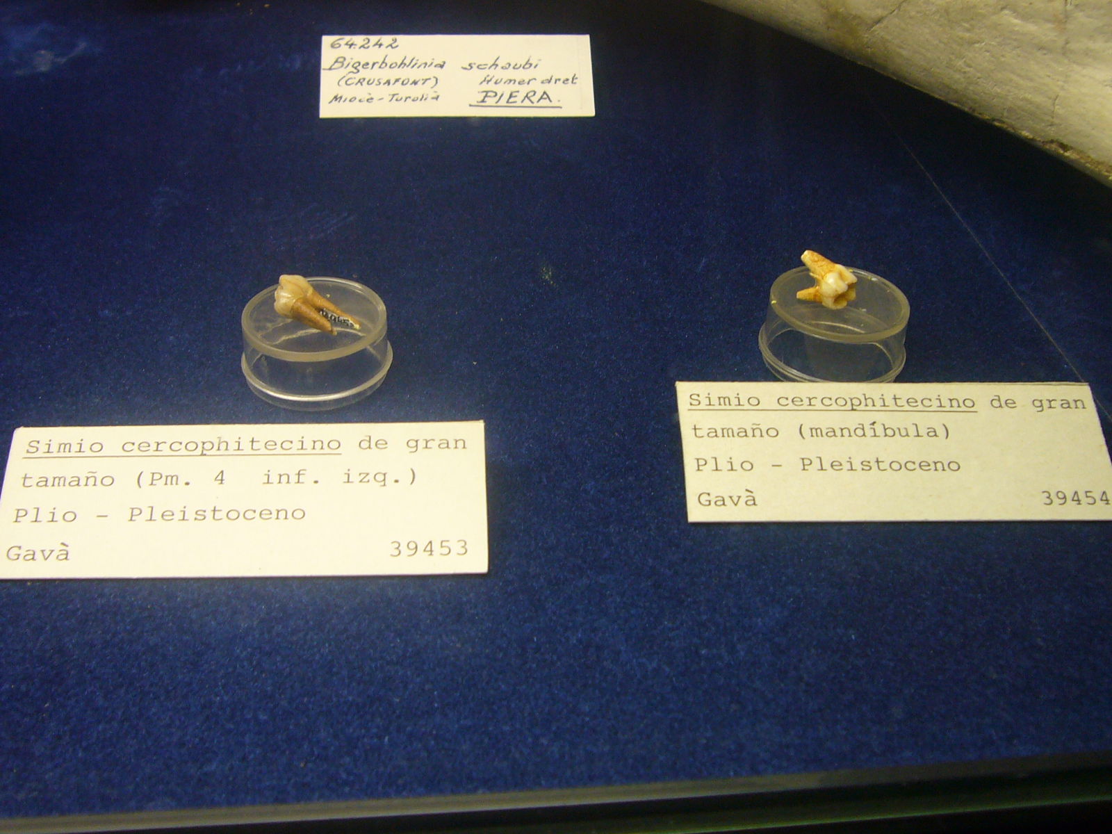 Museu Geologic del Seminari de Barcelona