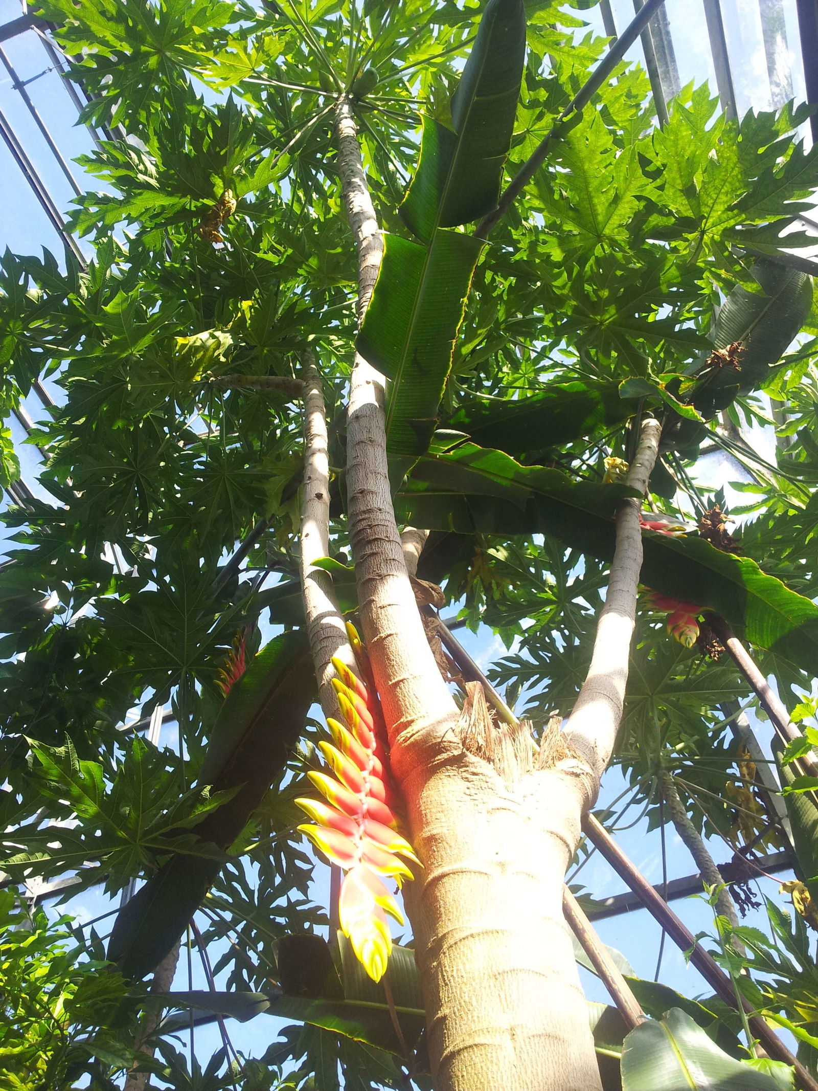 Orto botanico di Oxford