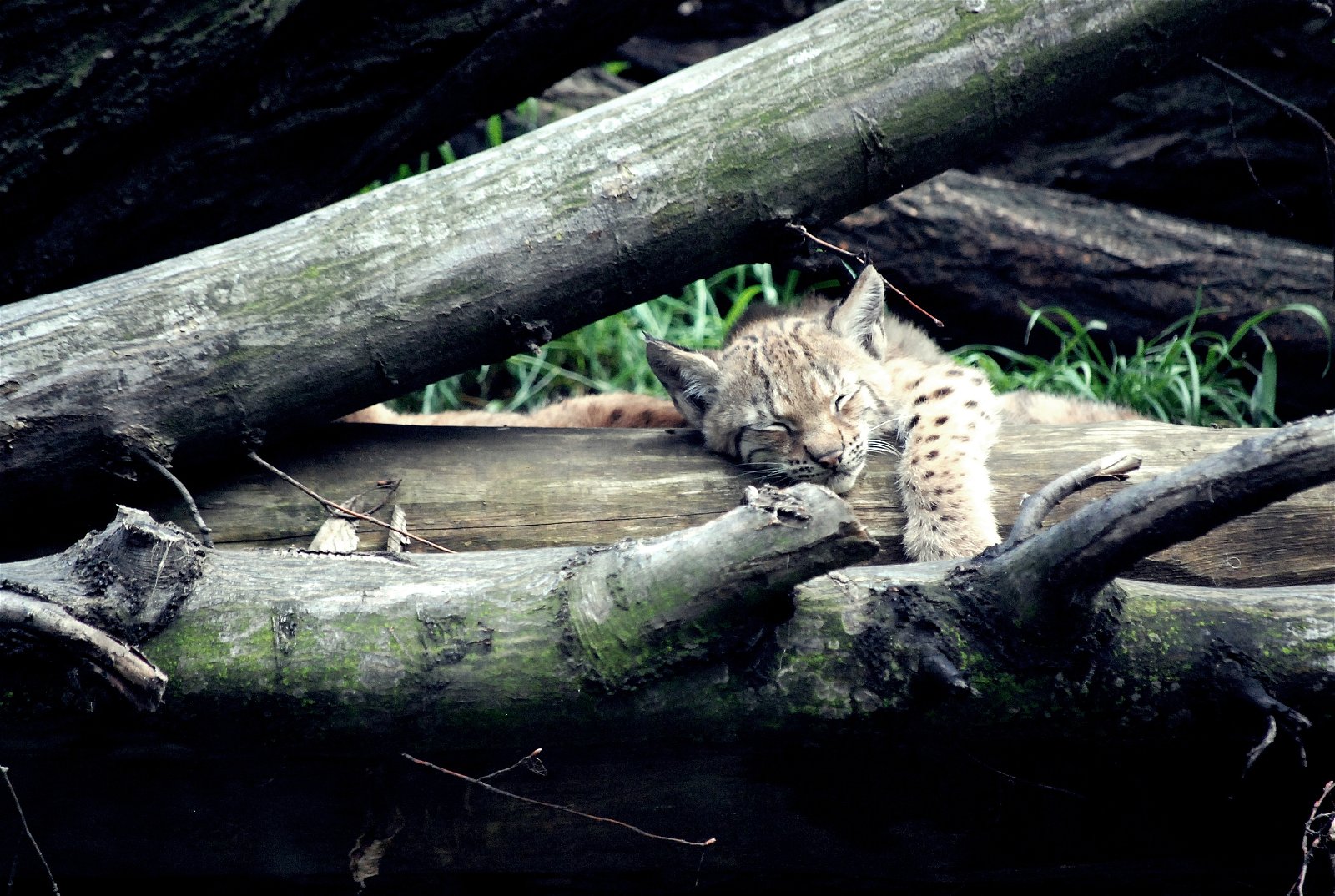 Wroclaw Zoo & Africarium