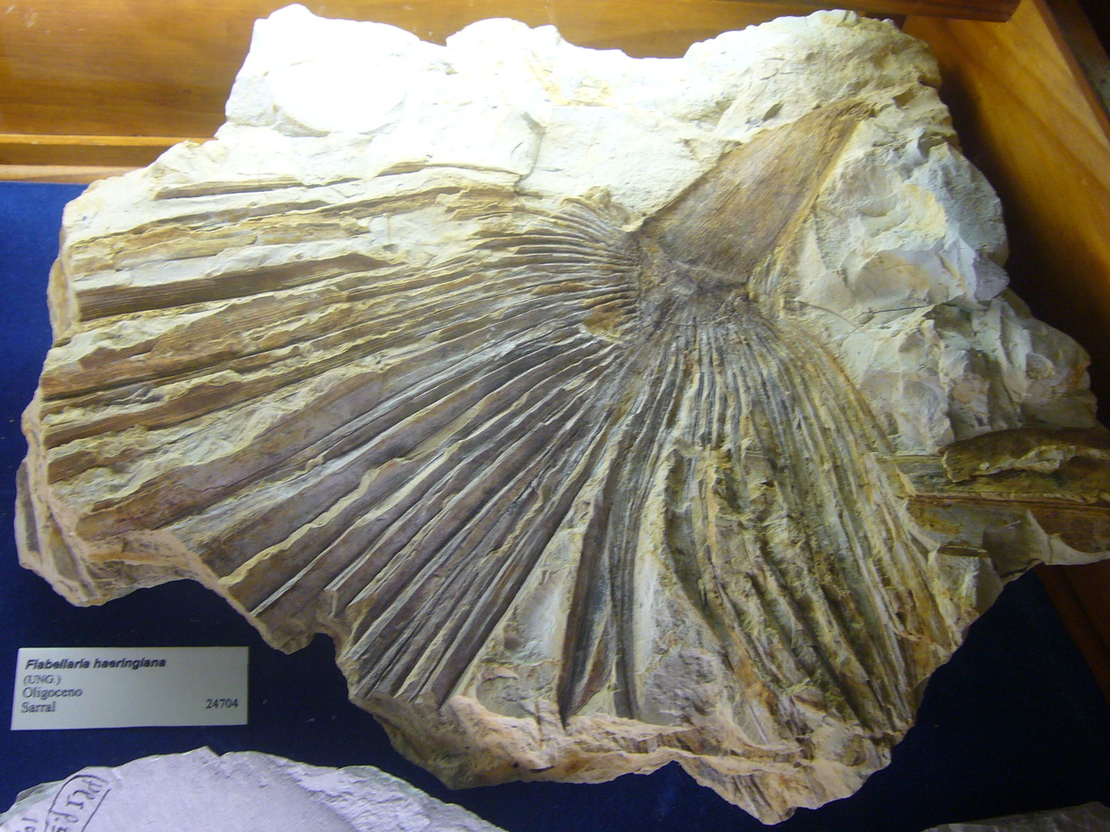 Museu Geologic del Seminari de Barcelona