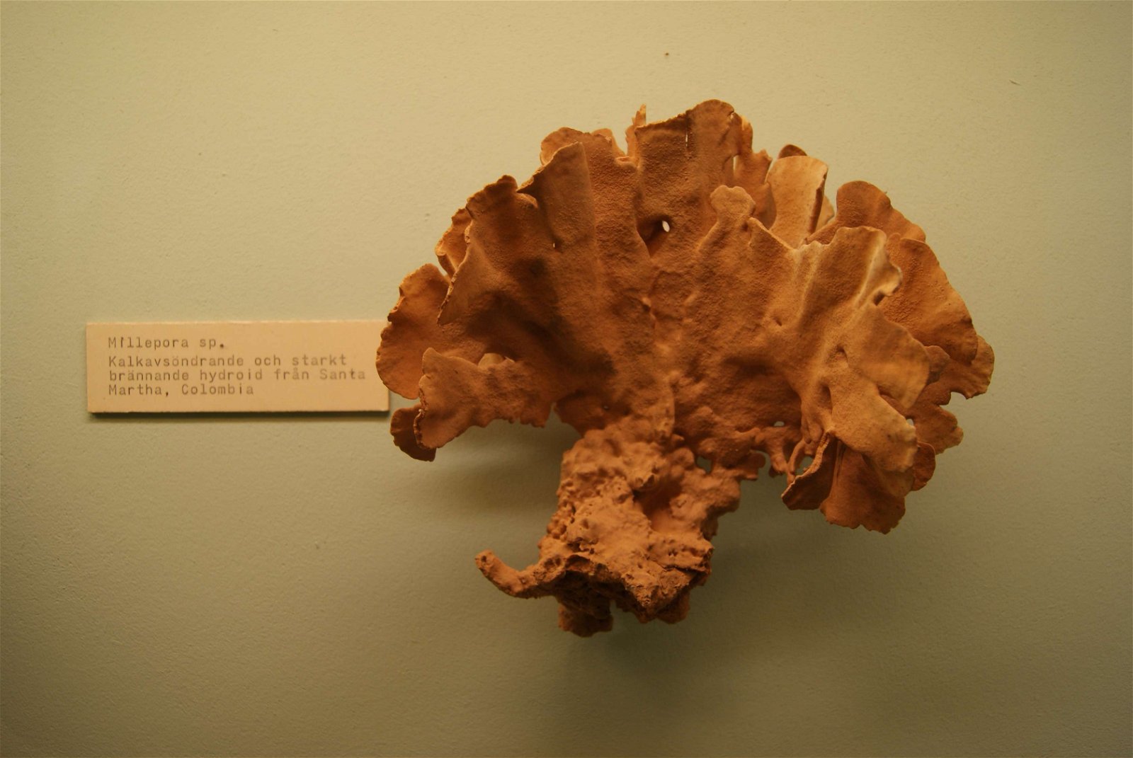 Göteborg Natural History Museum