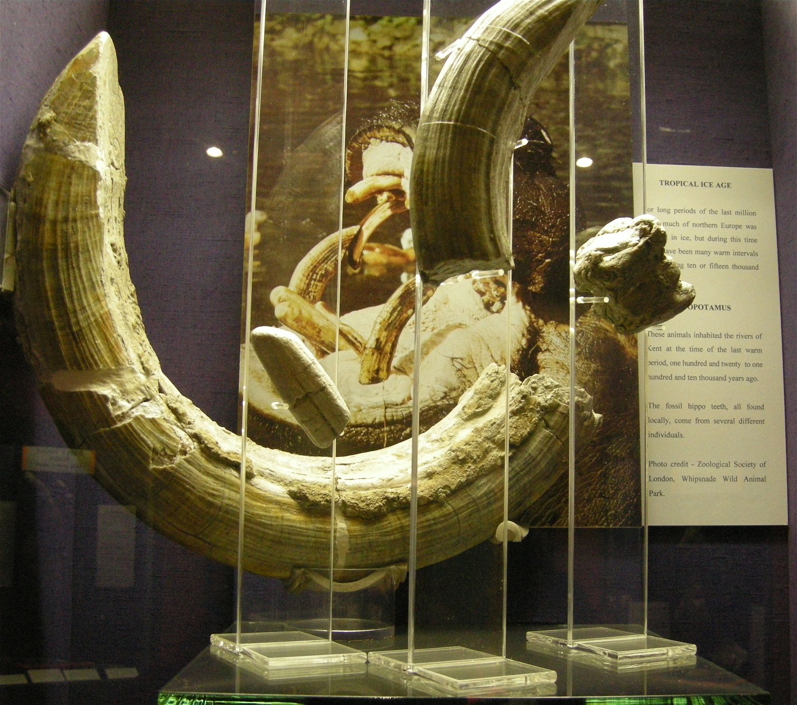 The Seaside Museum, Herne Bay