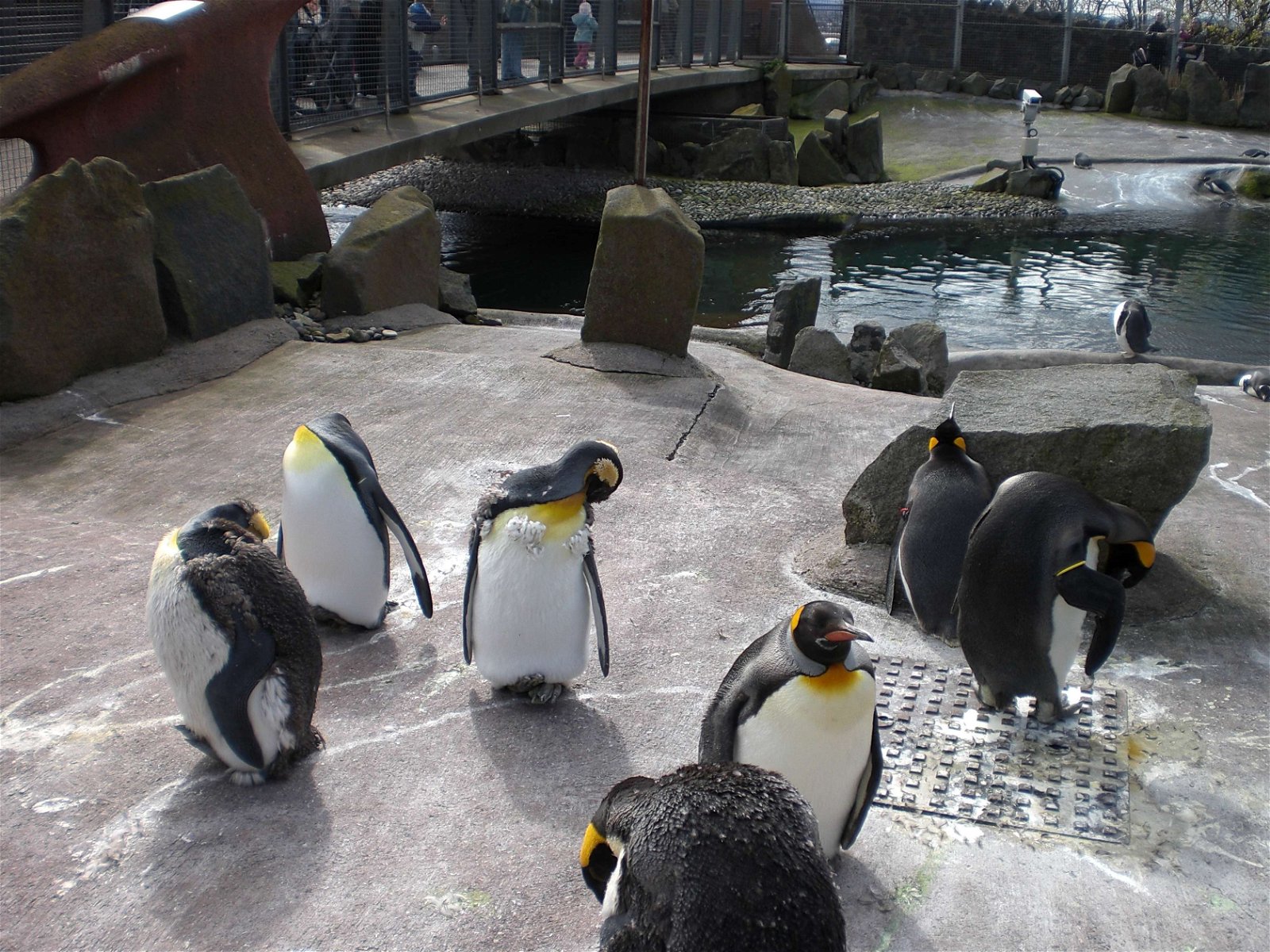 Edinburgh Zoo (Edinburgh) Visitor Information & Reviews
