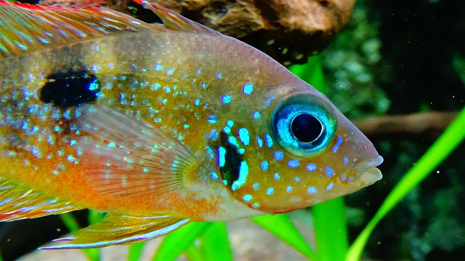 Aquarium de la Porte Dorée