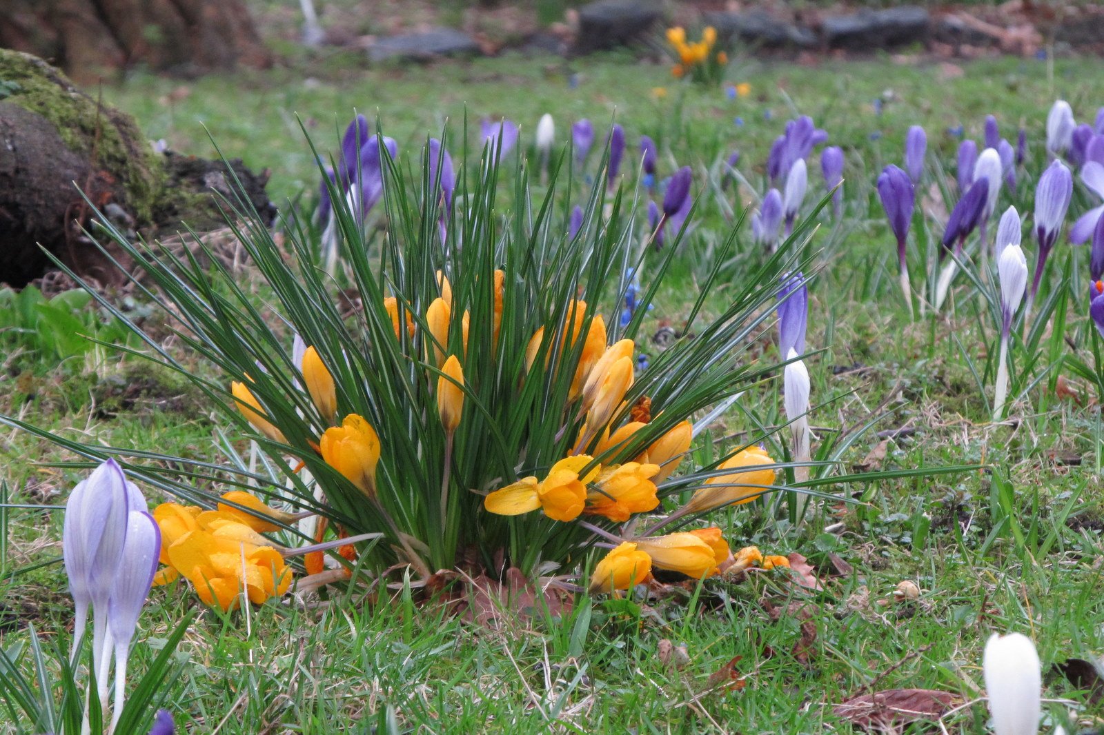 De wereld van Kina: de Tuin