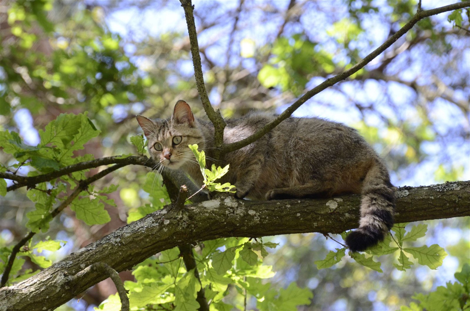 Wildpark - Domein van de Grotten van Han