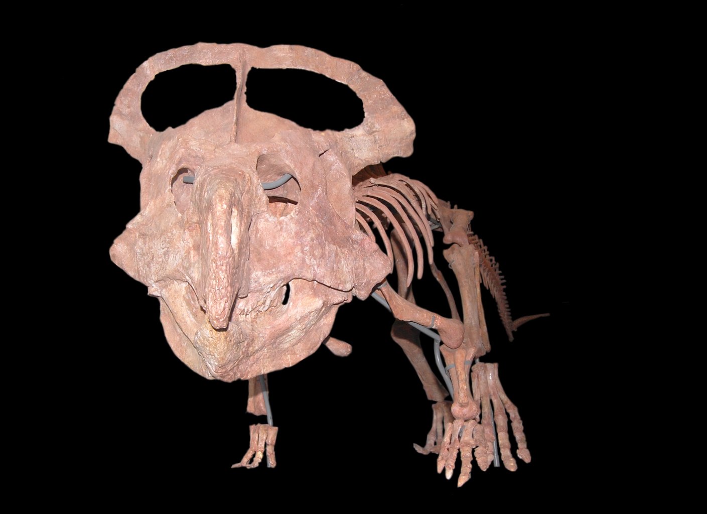 Natural History Museum