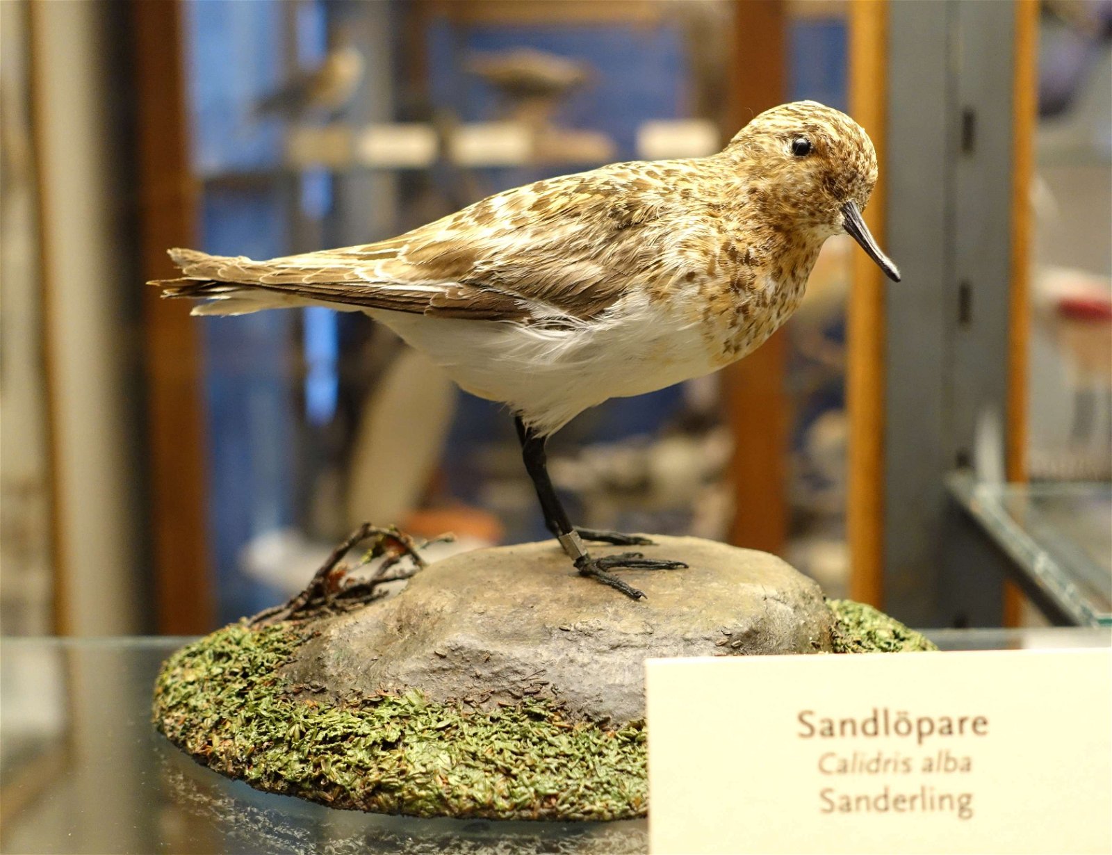 Swedish Museum of Natural History