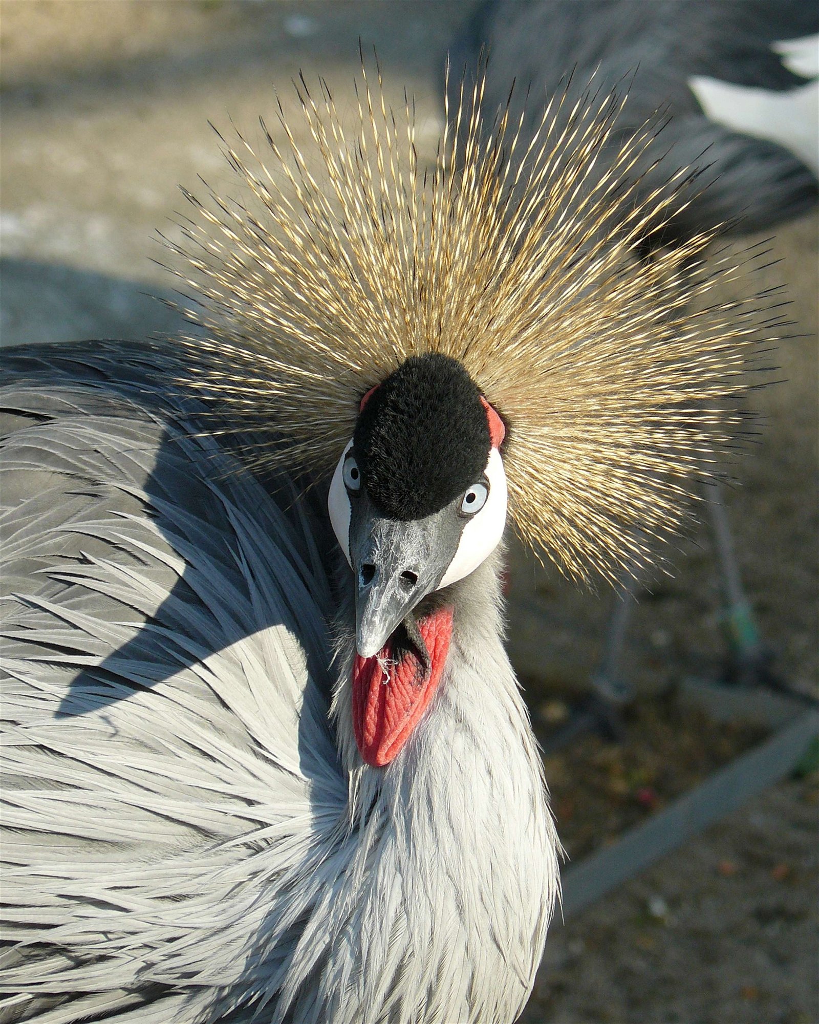 Budapest Zoo and Botanical Garden