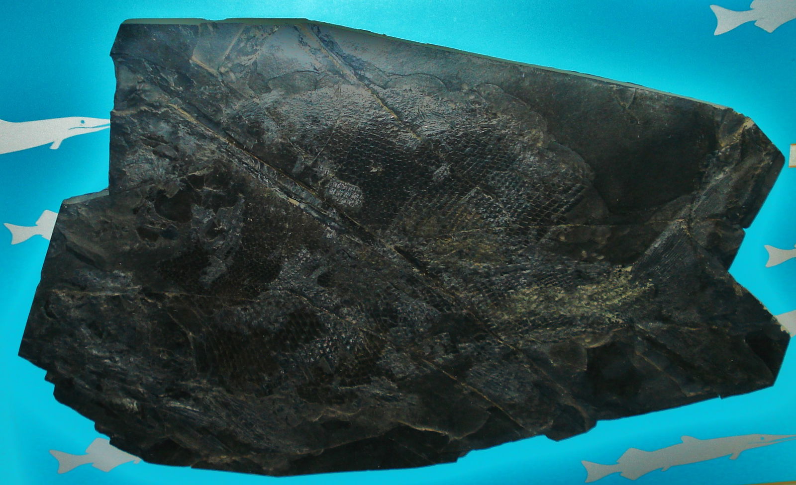 Civico Museo di Storia Naturale