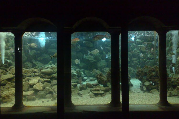 Acquario di Napoli