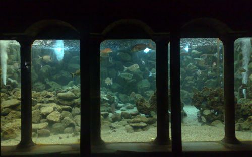 Aquarium of Naples