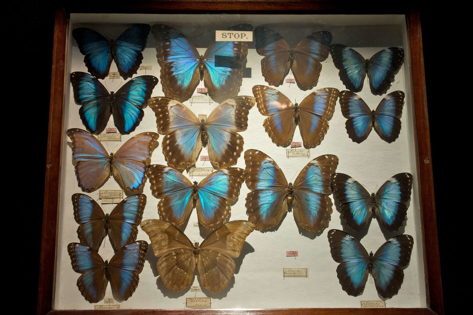 Horniman Museum and Gardens