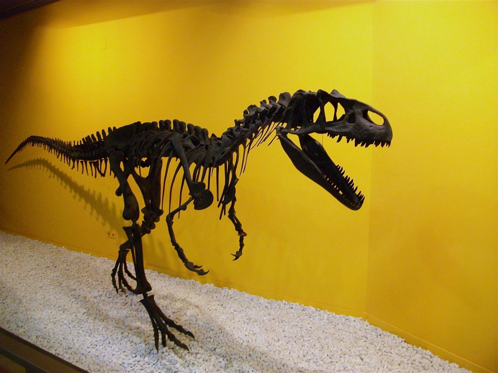 Museo de Ciencias Naturales