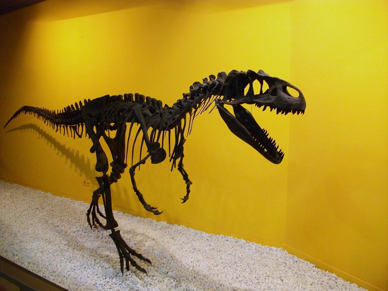 Museum of Natural Science