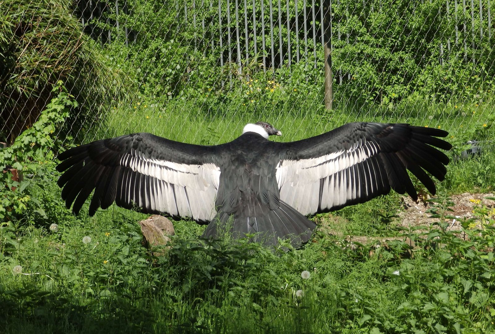 Berlin Zoological Garden