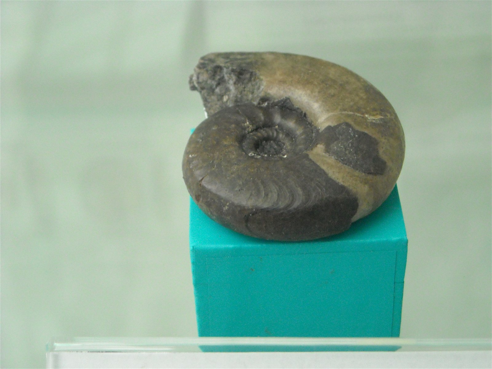 Geological Museum of the Polish Geological Institute