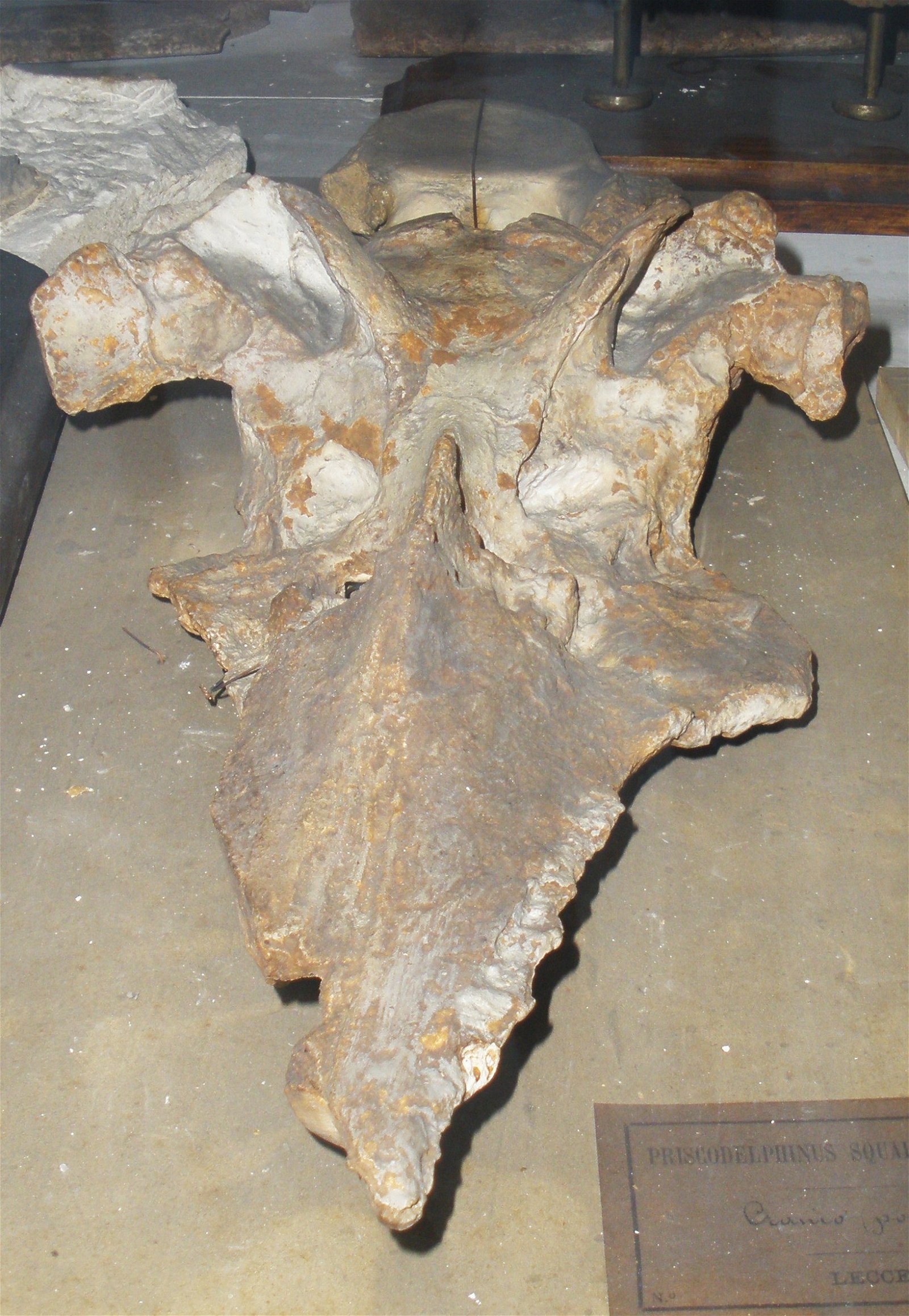 Museo Geologico Giovanni Capellini