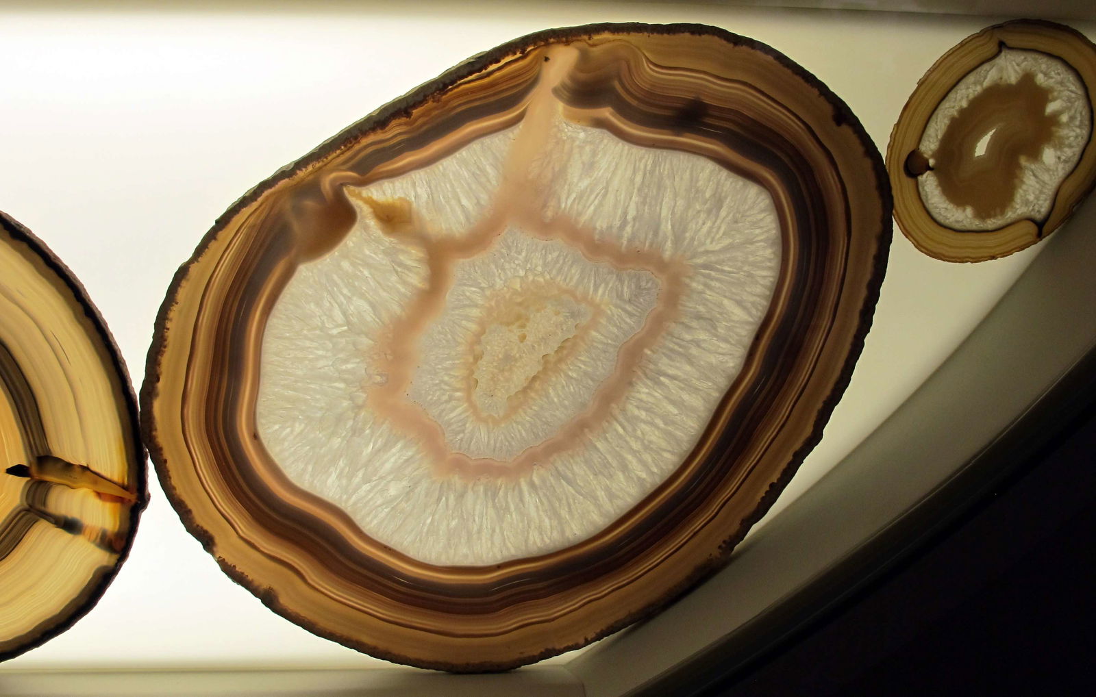 Museo di Storia Naturale di Firenze - Geologia e Paleontologia