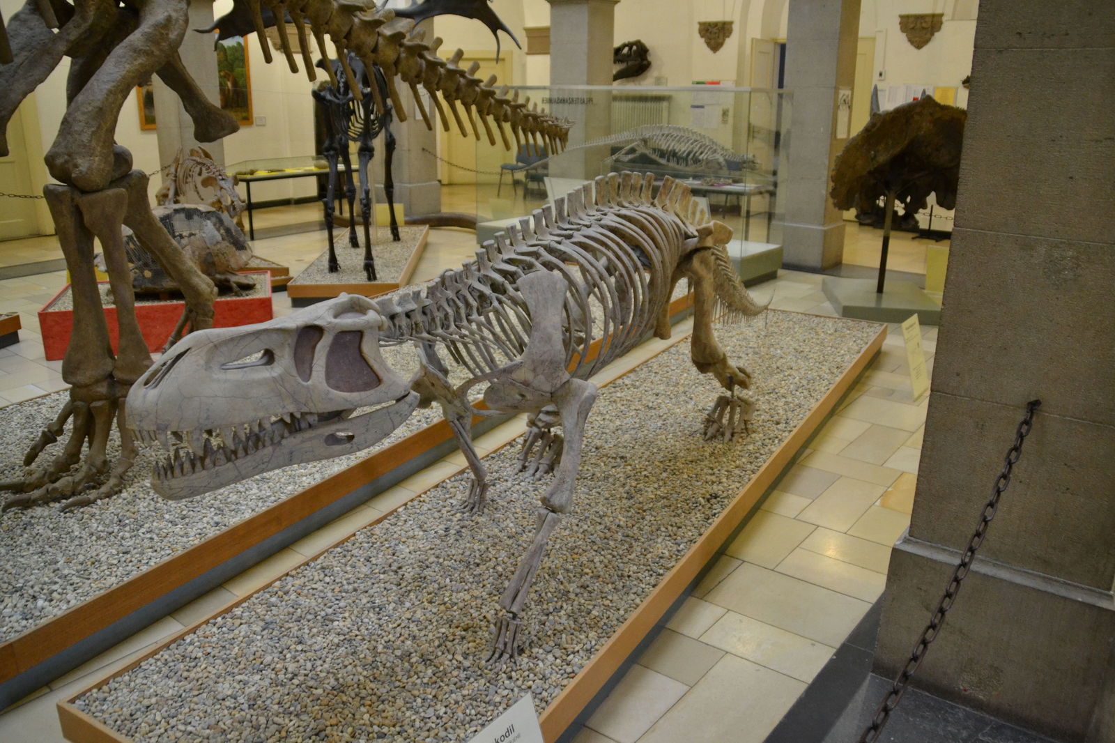 Paläontologische Museum Munchen