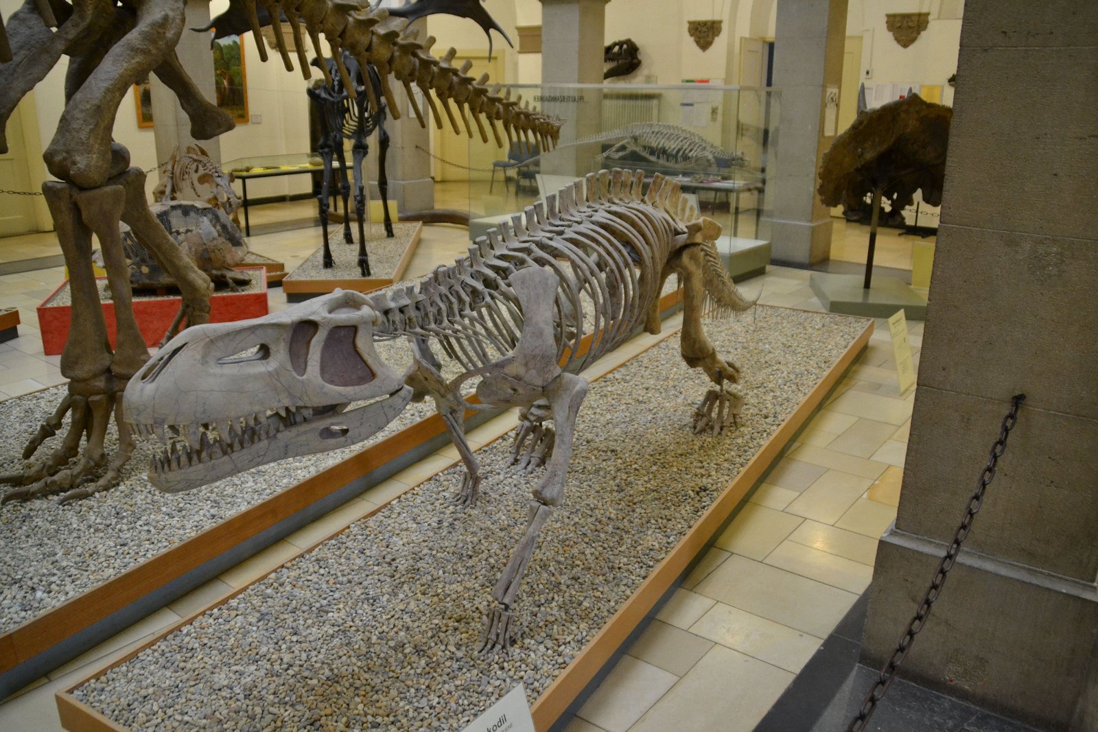 Paleontological Museum Munich