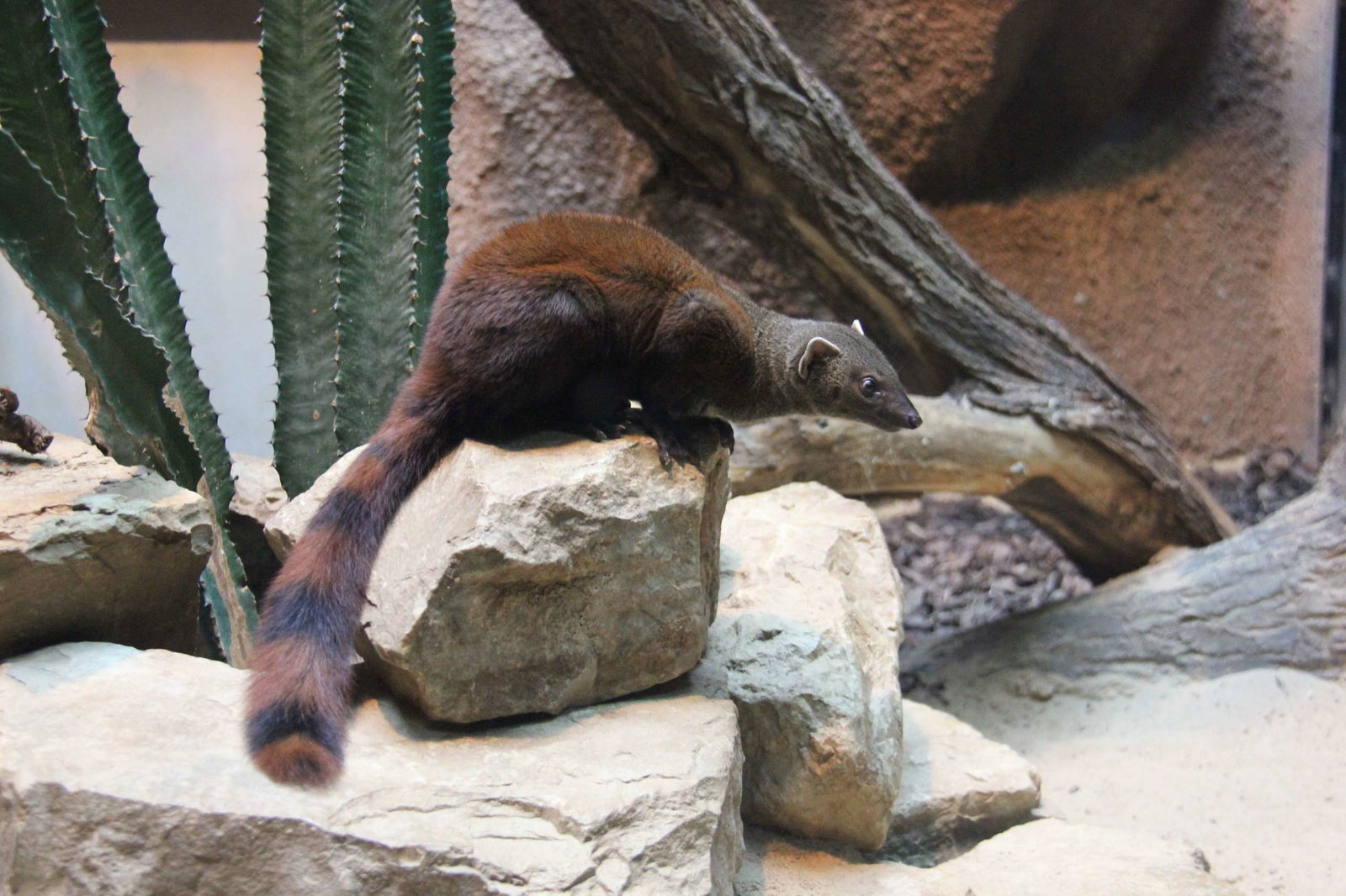 Berlin Zoological Garden