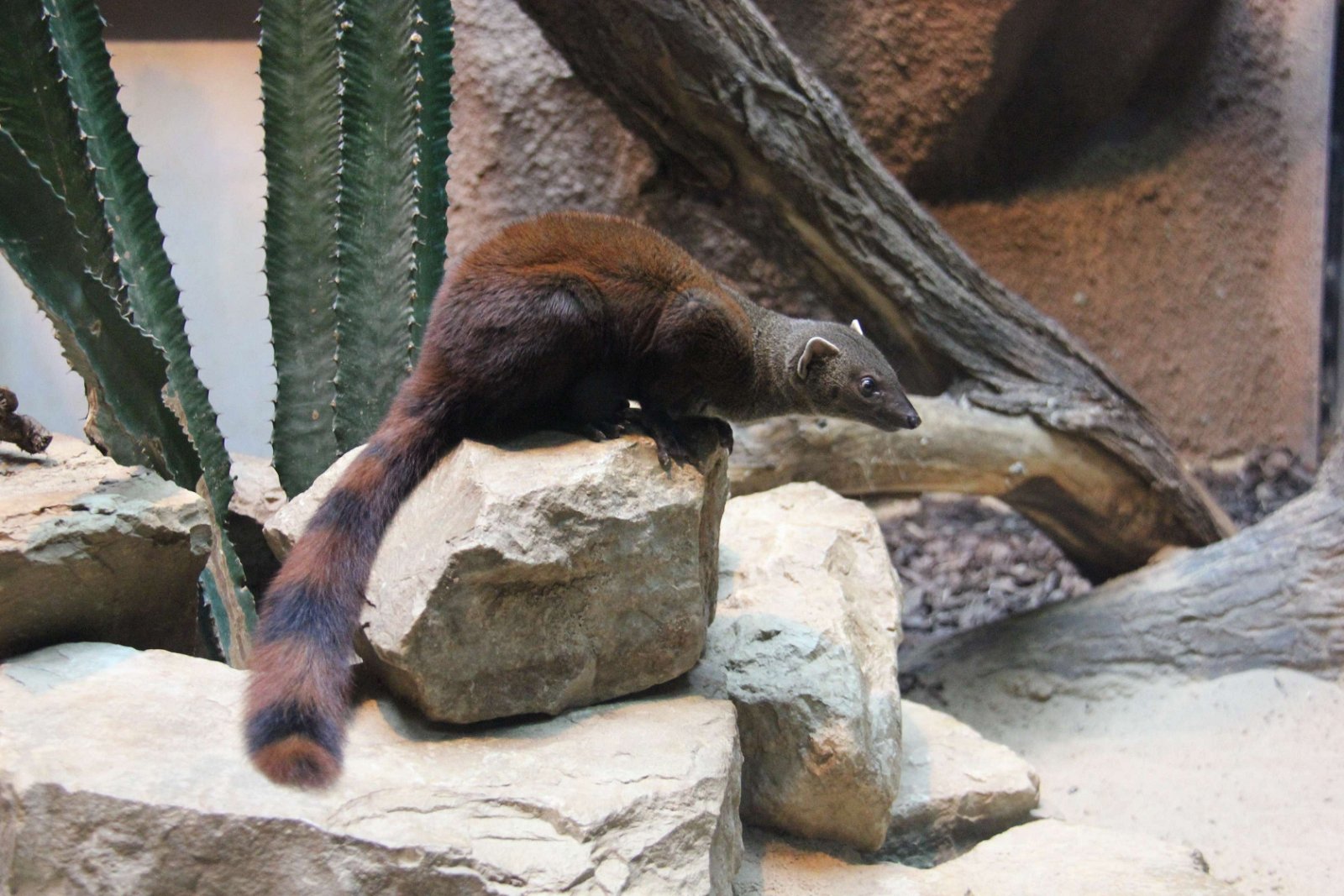 Berlin Zoological Garden